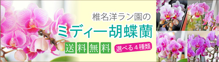 �Ŗ��m�������~�f�B�[�Ӓ���