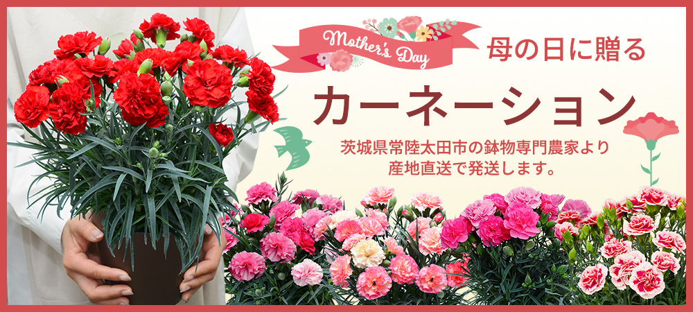 ��̓��ɑ���J�[�l�[�V����