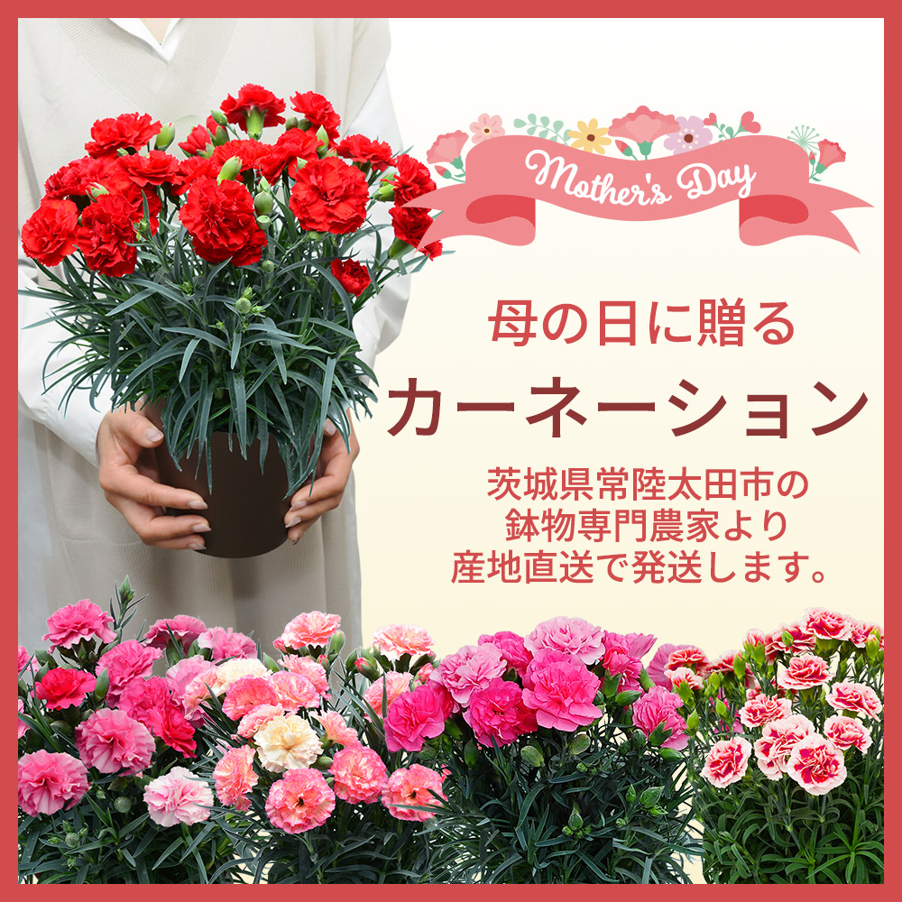 母の日に贈る花 母の日カーネーションの鉢植え | エーデルワイス【花の