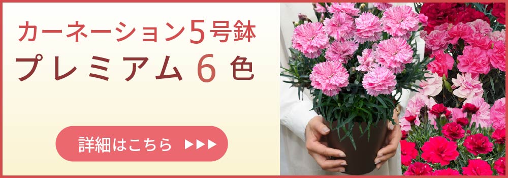 カーネーションプレミアム6色