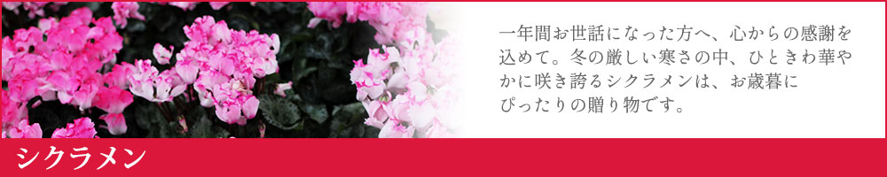 �V�N������