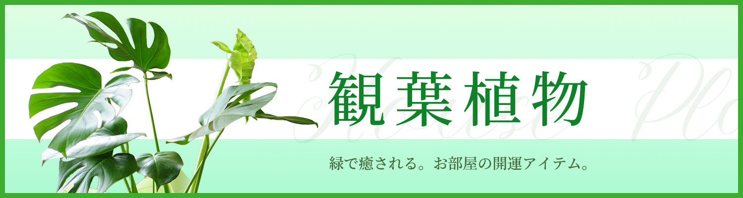�ϗt�A��