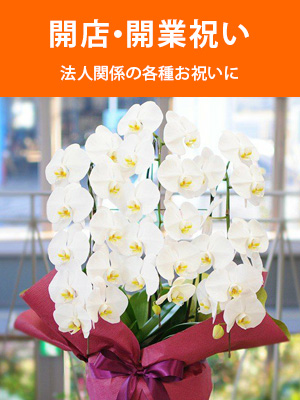 開店開業祝い
