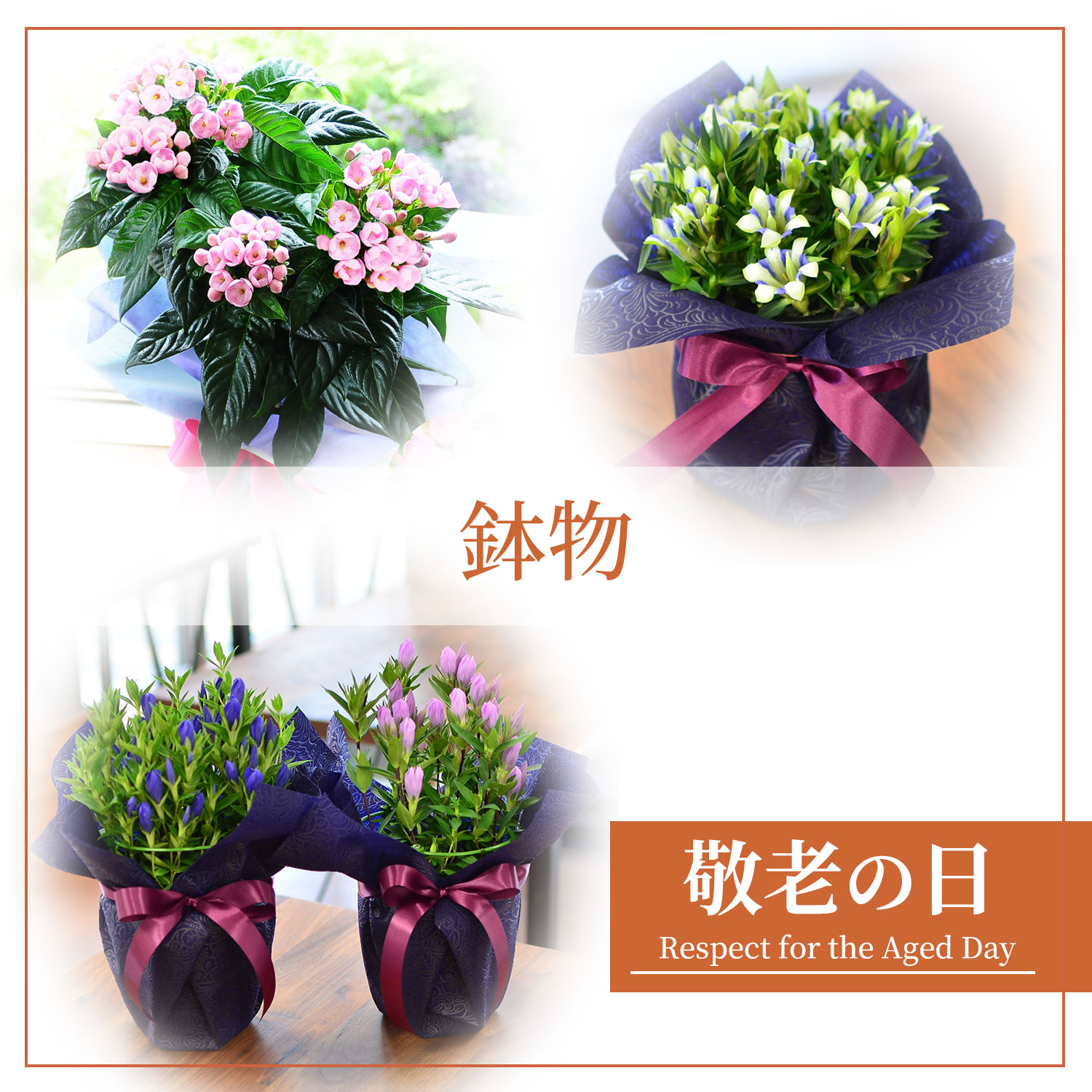 �h�V�̓�����