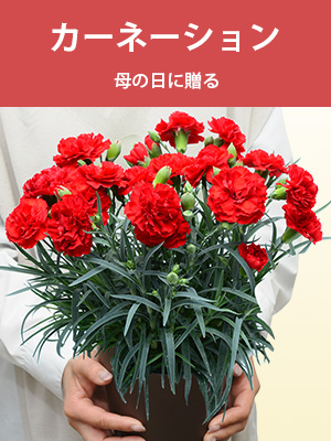 �J�[�l�[�V����