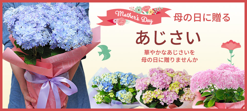 �J�[�l�[�V����