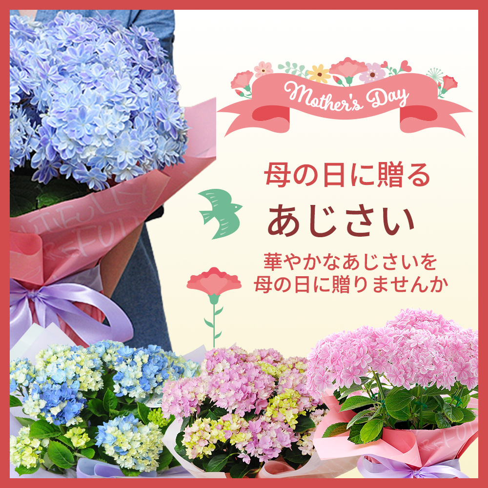 母の日に贈る花 アジサイ(紫陽花)の鉢植え | エーデルワイス【花の