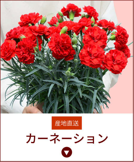 �J�[�l�[�V����