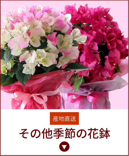 ���̑��G�߂̉Ԕ�