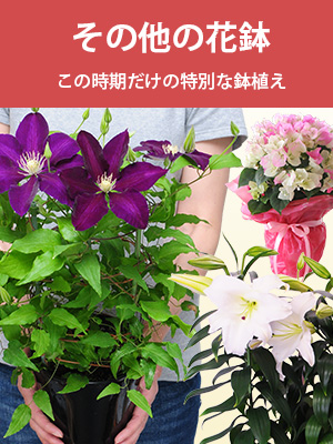 ���̑��̉Ԕ�