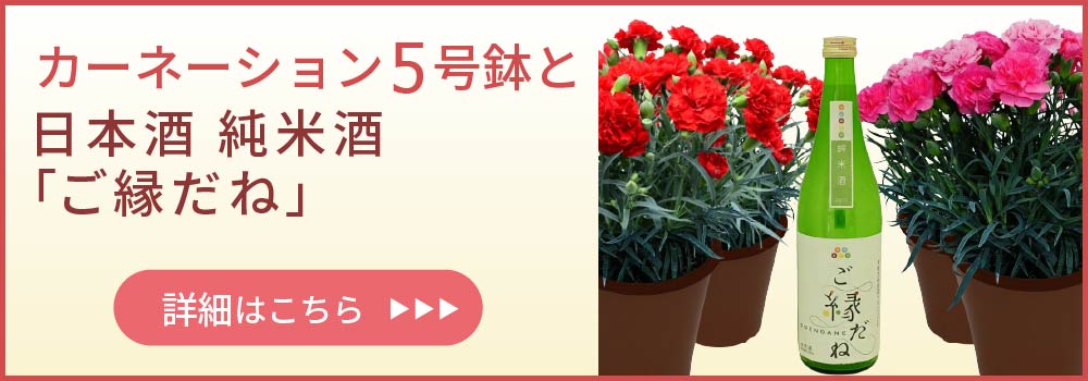 �J�[�l�[�V�����Ɠ��{���������˂̃Z�b�g