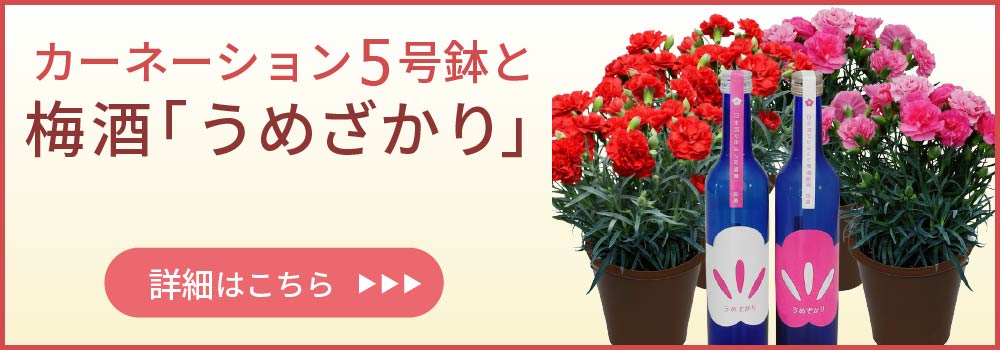 �J�[�l�[�V�����Ɣ~���̃Z�b�g