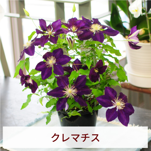 �N���}�`�X