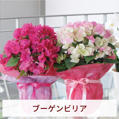 �u�[�Q���r���A