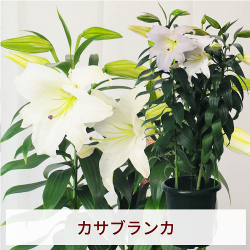 �J�T�u�����J