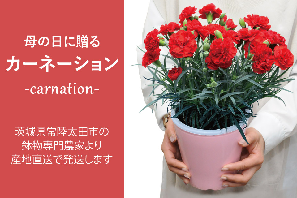 ̓J[l[V摜