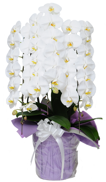 �Ӓ����́A�������ɂ��ӂ��킵��"/