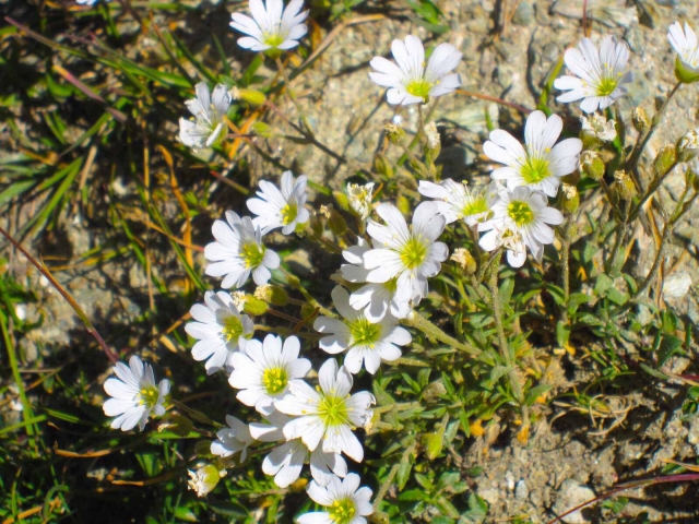 エーデルワイスのお花の花言葉や意味など エーデルワイス 花の贈り物 フラワーギフト通販 花宅配 水戸市