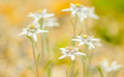 エーデルワイスのお花の花言葉や意味など エーデルワイス 花の贈り物 フラワーギフト通販 花宅配 水戸市