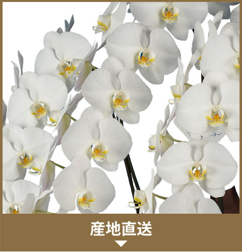 �Y���Ӓ���