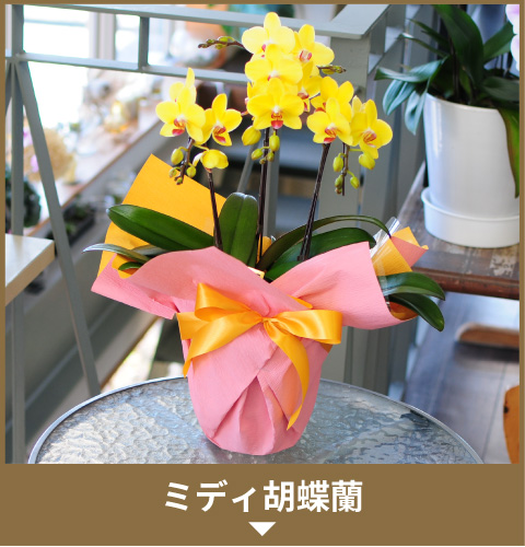 �~�f�B�Ӓ���