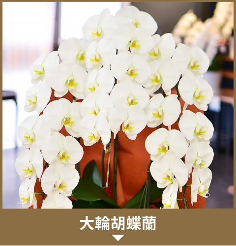 ��֌Ӓ���