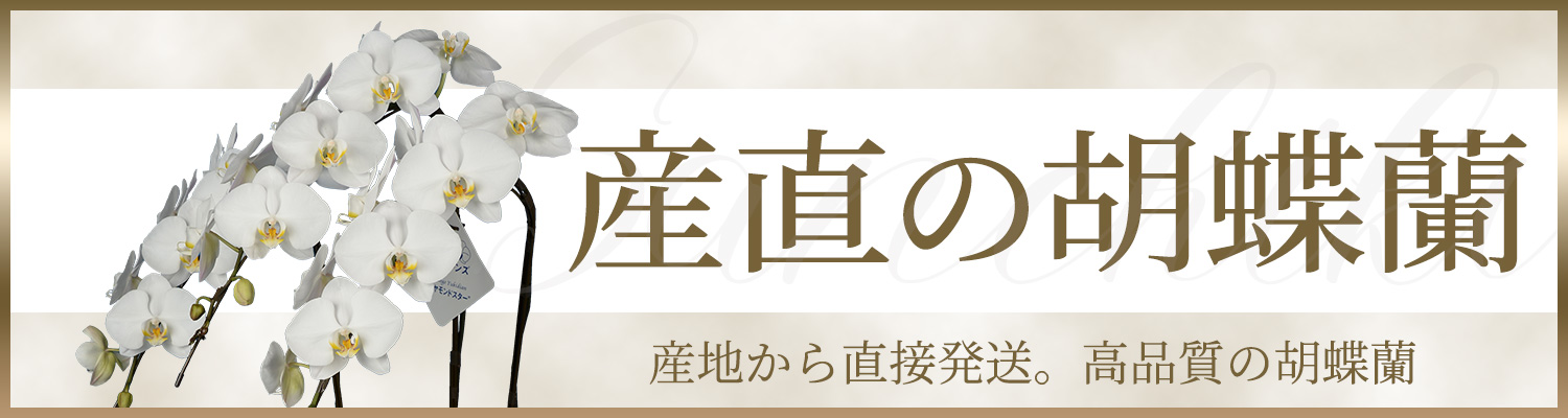 �Y���Ӓ���
