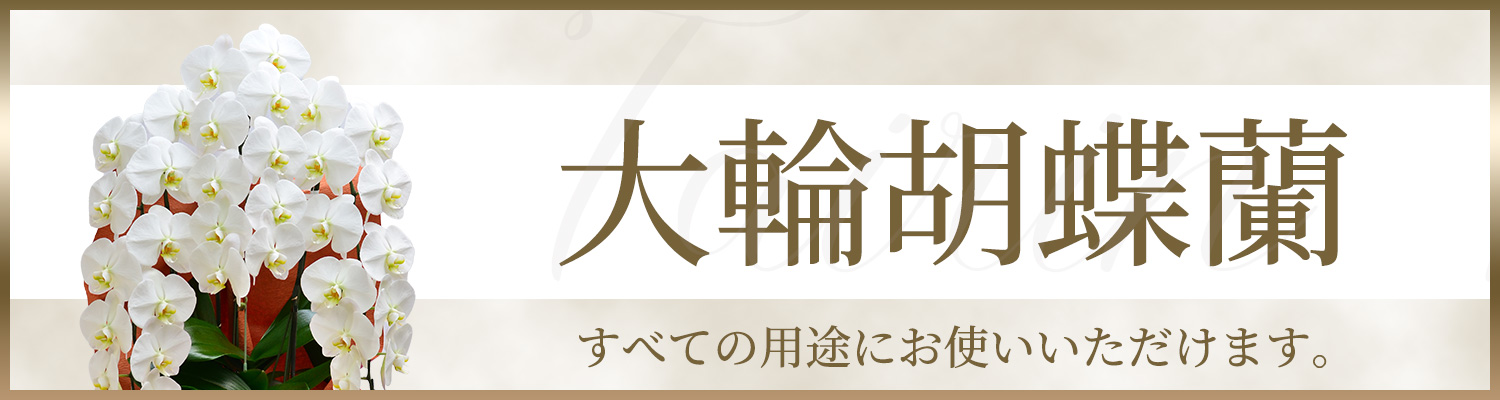 ��֌Ӓ���