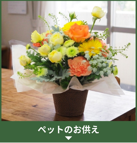 �y�b�g�̂�����