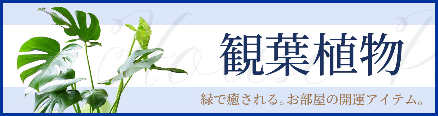 �ϗt�A��