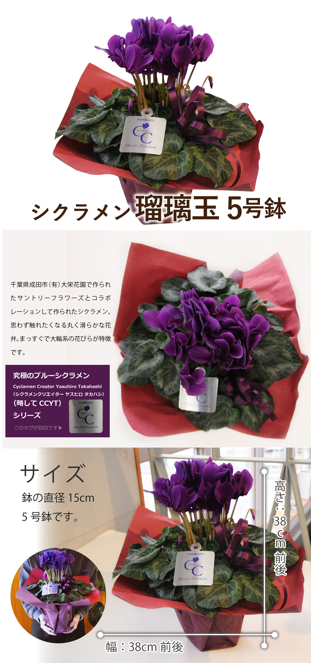 サントリーフラワーズ 大栄花園 シクラメン 瑠璃玉 5号鉢 鉢花 鉢植え 寄せ鉢 エーデルワイス 花の贈り物 フラワーギフト通販 花宅配 水戸市