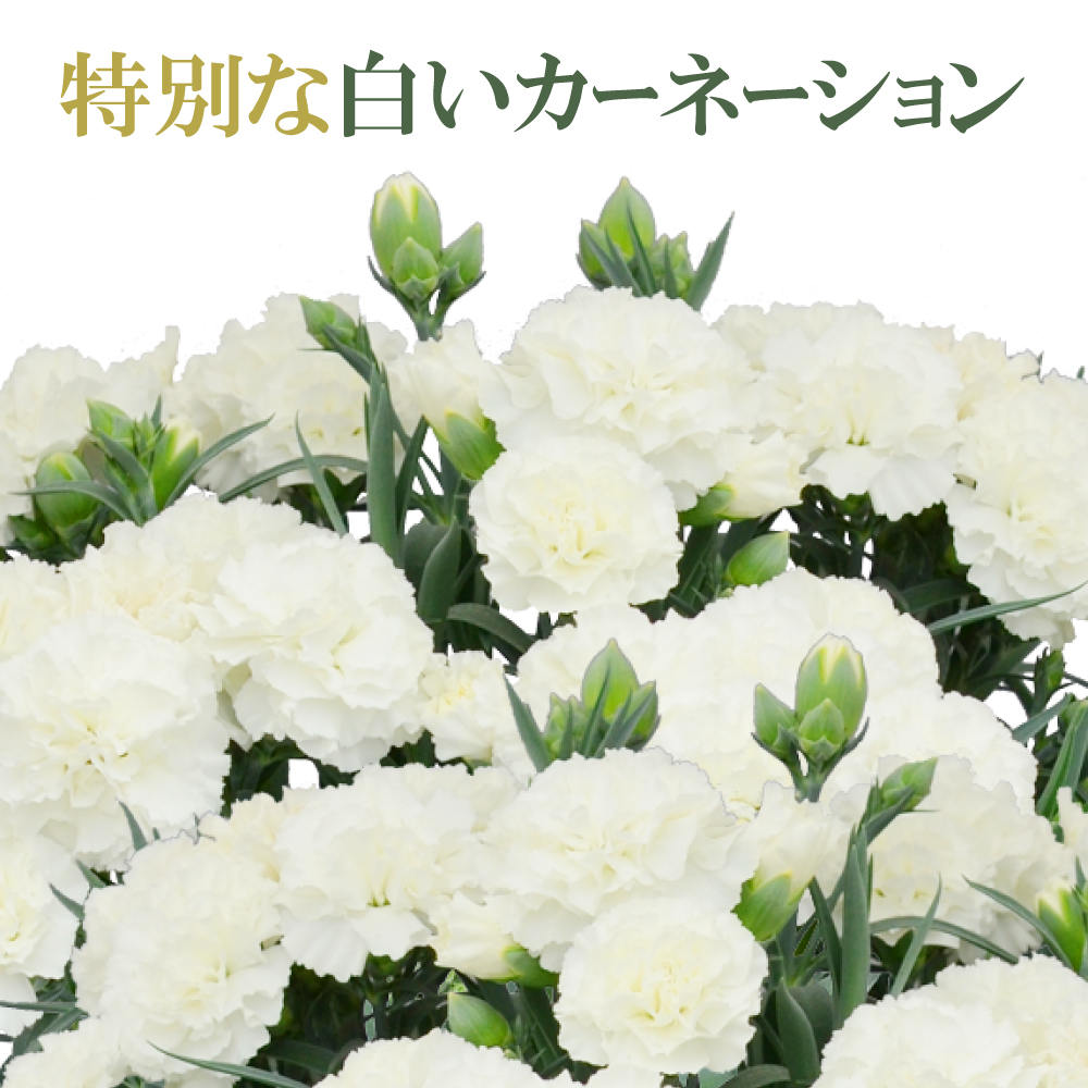 特別な白いカーネーション 5号鉢 産地直送 母の日 21 母の日花ギフト21 母の日カーネーションをお母さんへ贈ろう エーデルワイス 花の贈り物 フラワーギフト通販 花宅配 水戸市 特別な白いカーネーション 5号鉢 産地直送 母の日 21 母の日花ギフト21 母の日カーネーションをお母さんへ贈ろう エーデルワイス 花の贈り物 フラワーギフト通販 花宅配 水戸市
