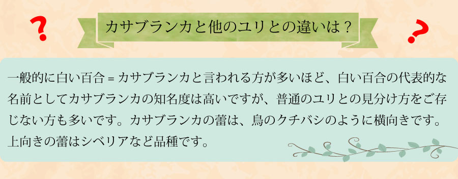 花束 ギフト 大輪カサブランカの花束 花束プレゼント ゆり花束ギフト ユリの花束 百合花束贈り物 お祝い花束 送料無料 記念日花束贈り物お祝い花束贈る 花 贈る 花束宅配 ユリ 百合 ゆり のフラワーギフト エーデルワイス 花の贈り物 フラワーギフト通販 花宅配 水戸市