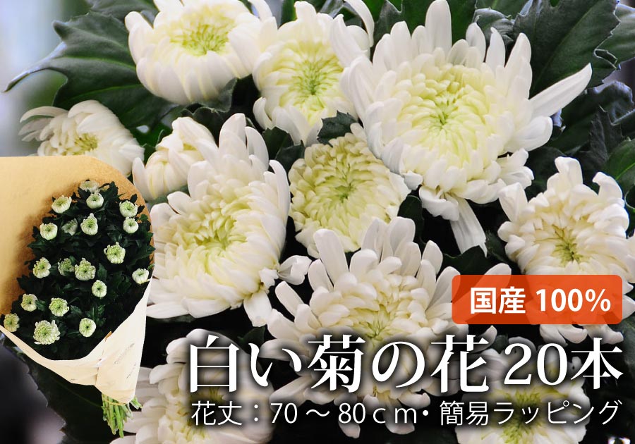 お彼岸・お盆のお墓参りに、法事法要や仏壇にお供えするお花として。国産の白い菊の花20本の切花