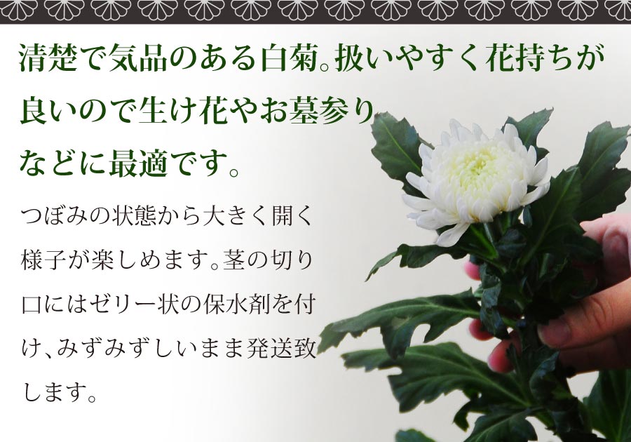 お彼岸 お盆のお墓参りに 法事法要や仏壇にお供えするお花として 国産の白い菊の花本の切花