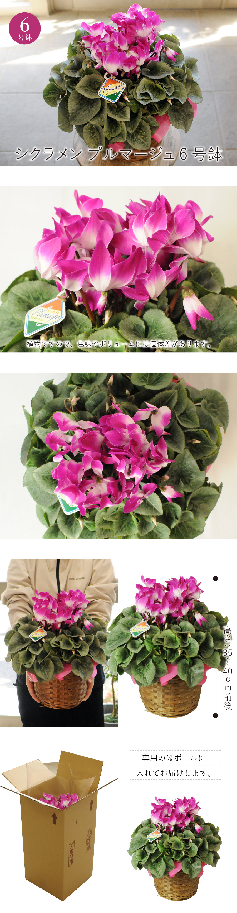 �V�N������ �v���}�[�W�� 6����