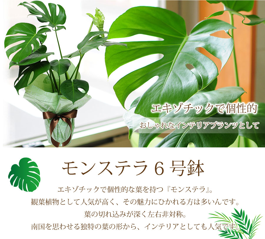 モンステラ 6号鉢 観葉植物 鉢 フラワーギフト 観葉植物 エーデルワイス 花の贈り物 フラワーギフト通販 花宅配 水戸市