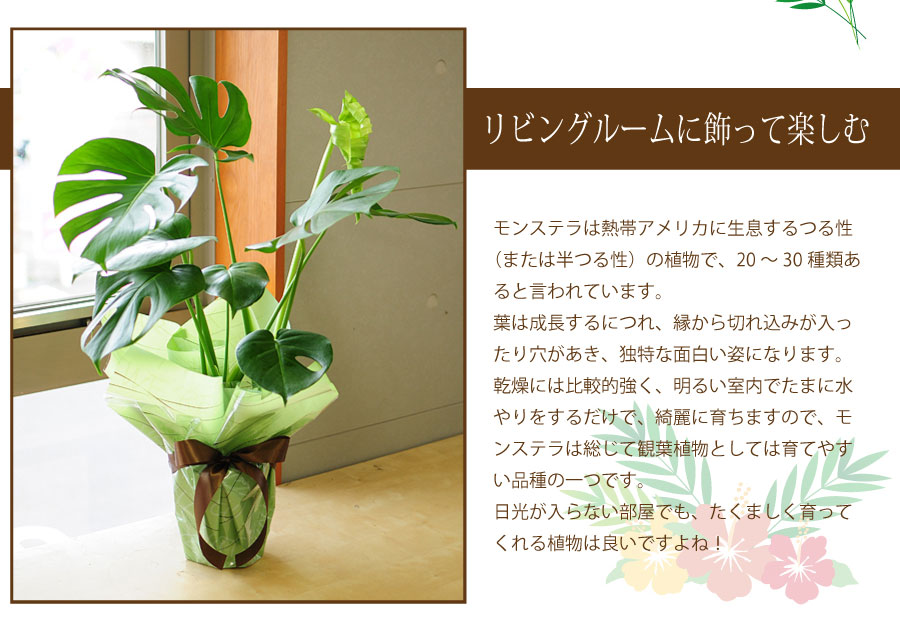 モンステラ 6号鉢 観葉植物 鉢 フラワーギフト 観葉植物 エーデルワイス 花の贈り物 フラワーギフト通販 花宅配 水戸市