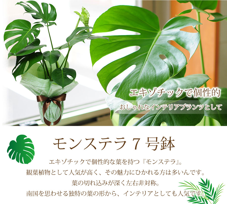 モンステラ 7号鉢 観葉植物 鉢 フラワーギフト 観葉植物 エーデルワイス 花の贈り物 フラワーギフト通販 花宅配 水戸市