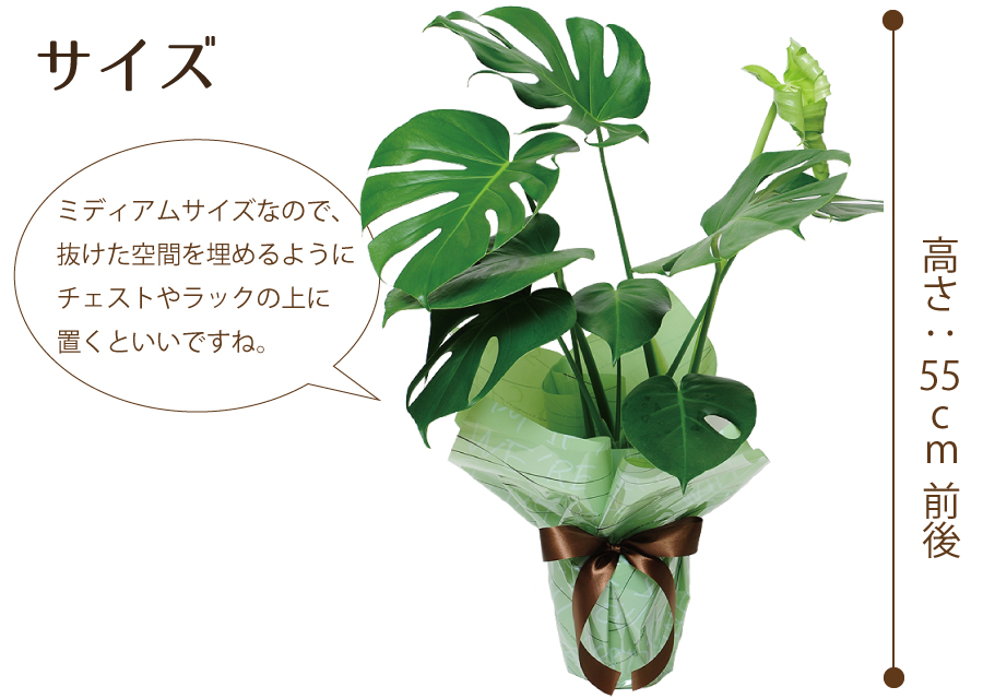 観葉植物 鉢 フラワーギフト モンステラ5号鉢 アレンジメント 花束 プリザーブドetc 花のスタイルで選ぶ エーデルワイス 花の贈り物 フラワーギフト通販 花宅配 水戸市 観葉植物 鉢 フラワーギフト モンステラ5号鉢 アレンジメント 花束 プリザーブドetc 花のスタイルで選ぶ エーデルワイス 花の贈り物 フラワーギフト通販 花宅配 水戸市