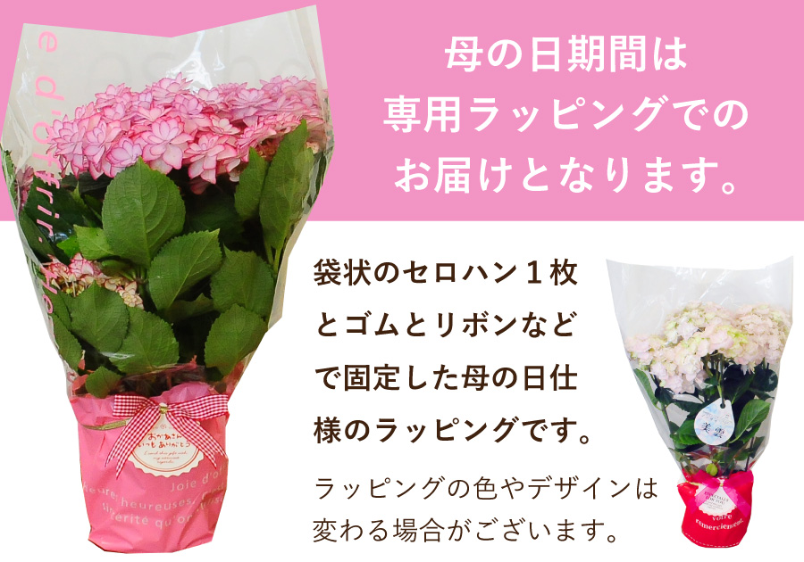 �A�W�T�C�̔��A�� ���b�s���O