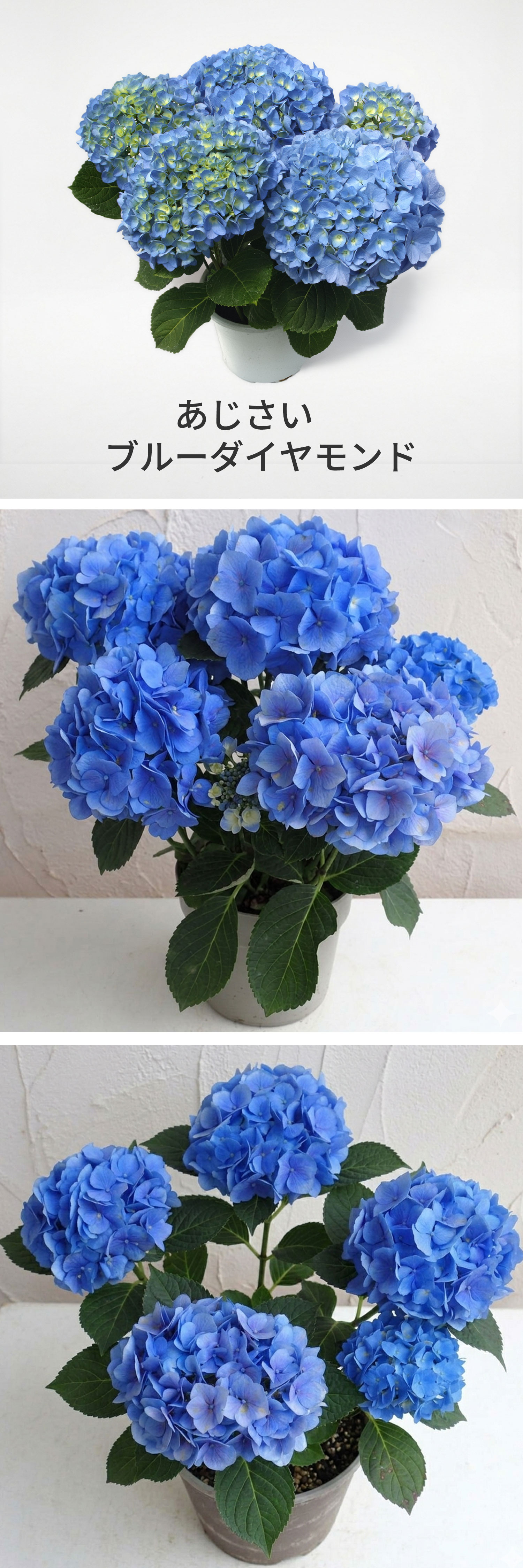 �A�W�T�C�̔��A�� �u���[�_�C�������h����