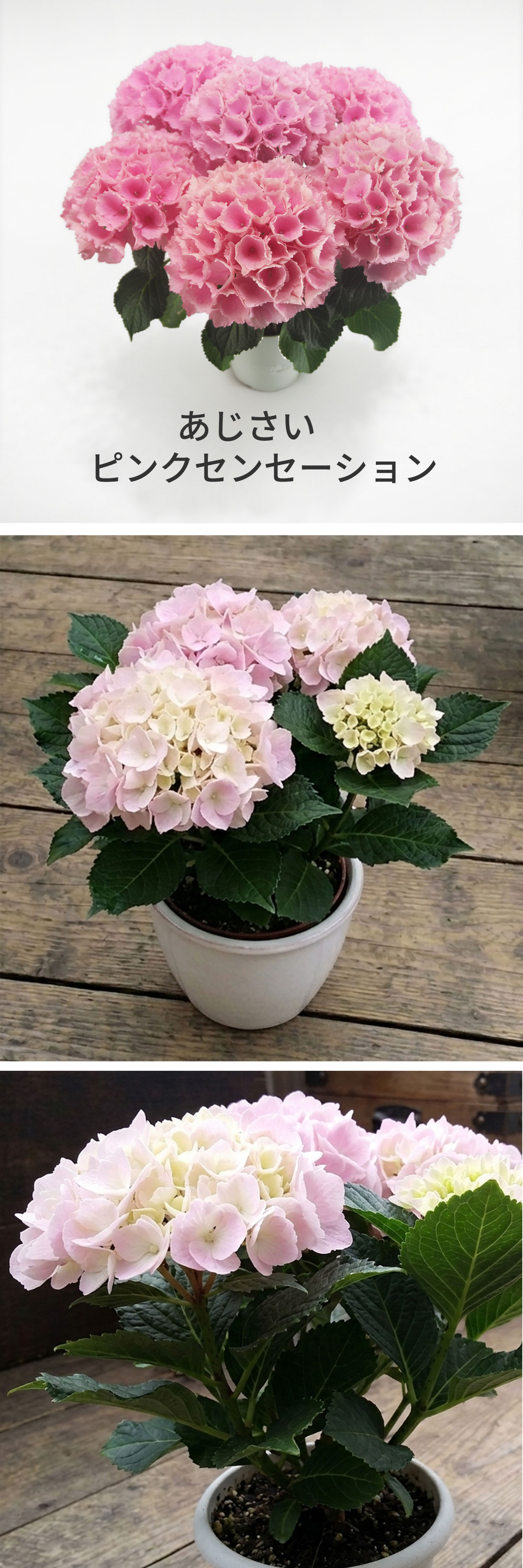 �A�W�T�C�̔��A���s���N�Z���Z�[�V����