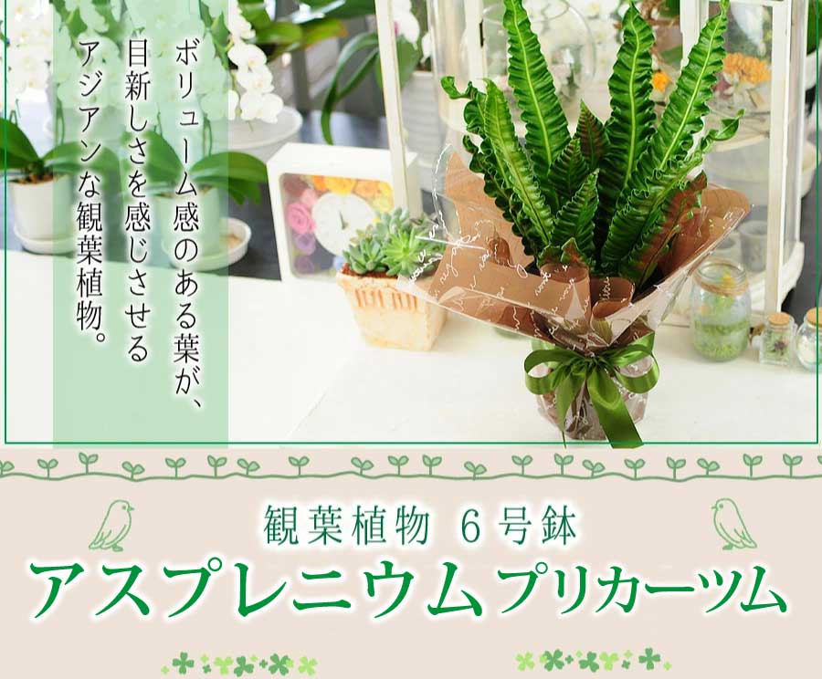 アスプレニウム プリカーツム観葉植物 6号鉢 鉢 フラワーギフト 観葉植物 エーデルワイス 花の贈り物 フラワーギフト通販 花宅配 水戸市