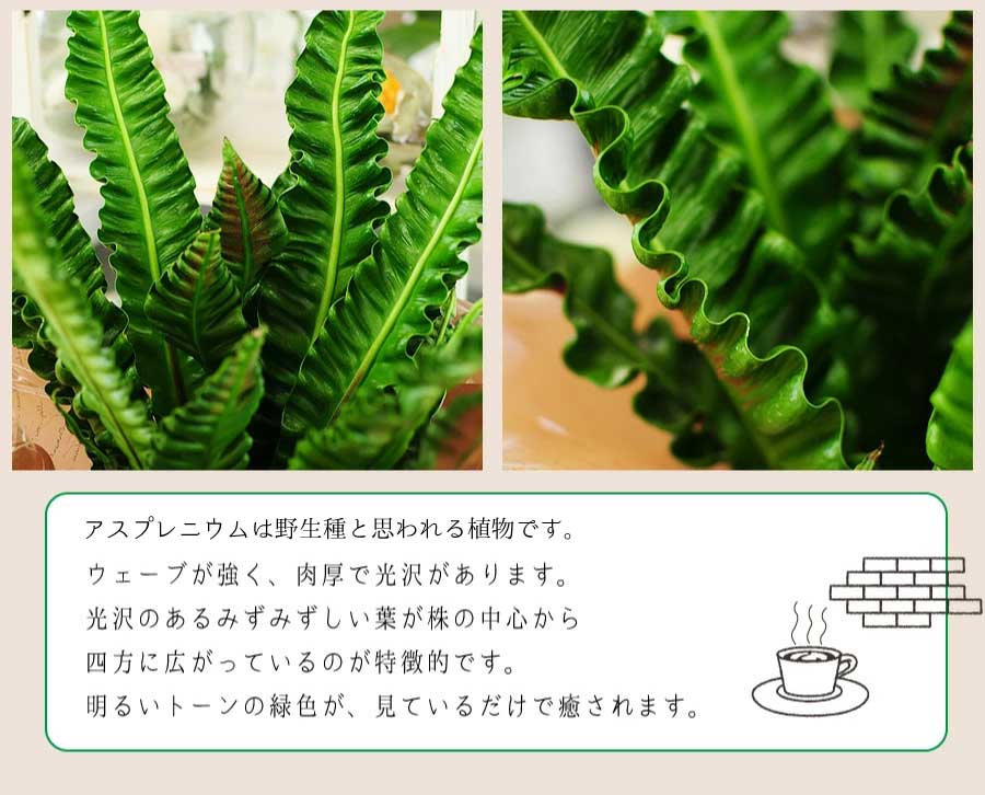 観葉植物 鉢 フラワーギフト アスプレニウム プリカーツム アカキ 6号鉢 観葉植物 エーデルワイス 花の贈り物 フラワーギフト通販 花宅配 水戸市