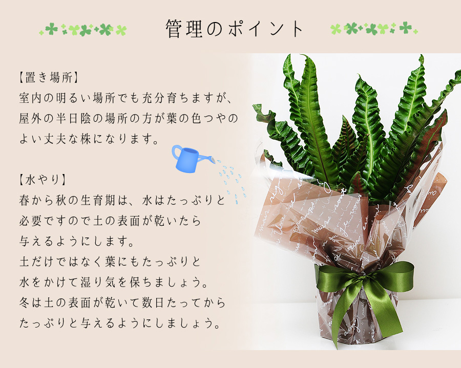 観葉植物 鉢 フラワーギフト アスプレニウム プリカーツム アカキ 6号鉢 観葉植物 エーデルワイス 花の贈り物 フラワーギフト通販 花宅配 水戸市