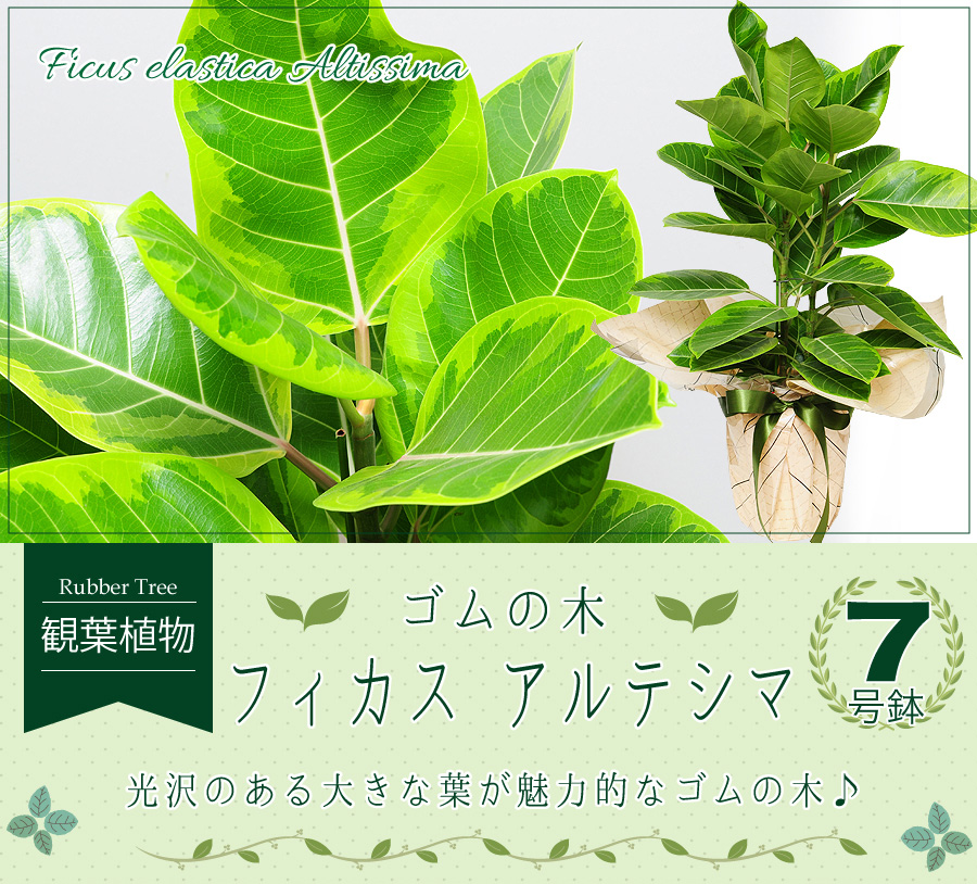 フィカス アルテシマ 7号鉢 フィカス アルテシーマ ゴムの木 観葉植物 観葉植物 エーデルワイス 花の贈り物 フラワーギフト通販 花宅配 水戸市