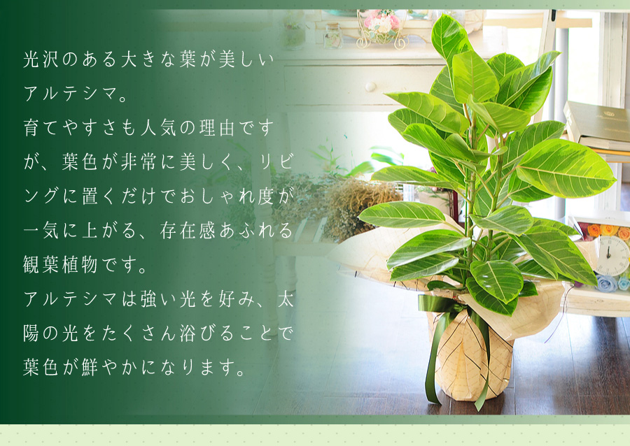 フィカス アルテシマ 7号鉢 フィカス アルテシーマ ゴムの木 観葉植物 観葉植物 エーデルワイス 花の贈り物 フラワーギフト通販 花宅配 水戸市