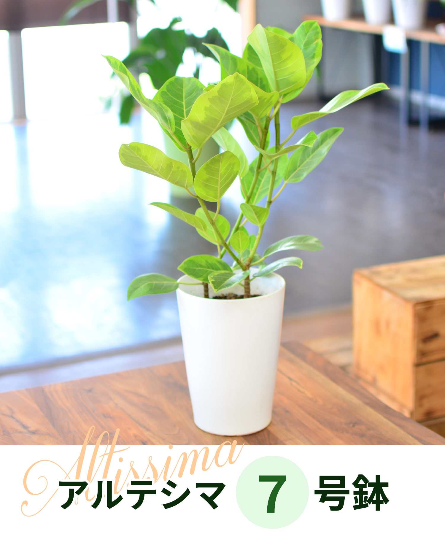 �A���e�V�}7����