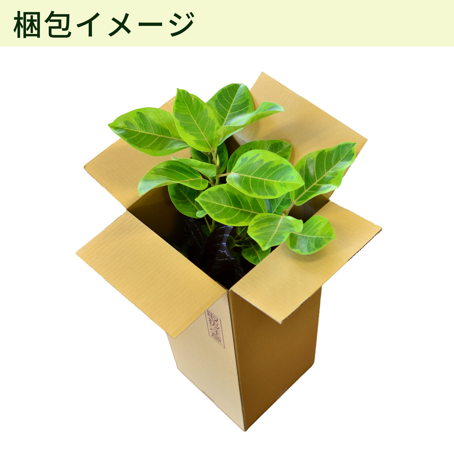 ����C���[�W